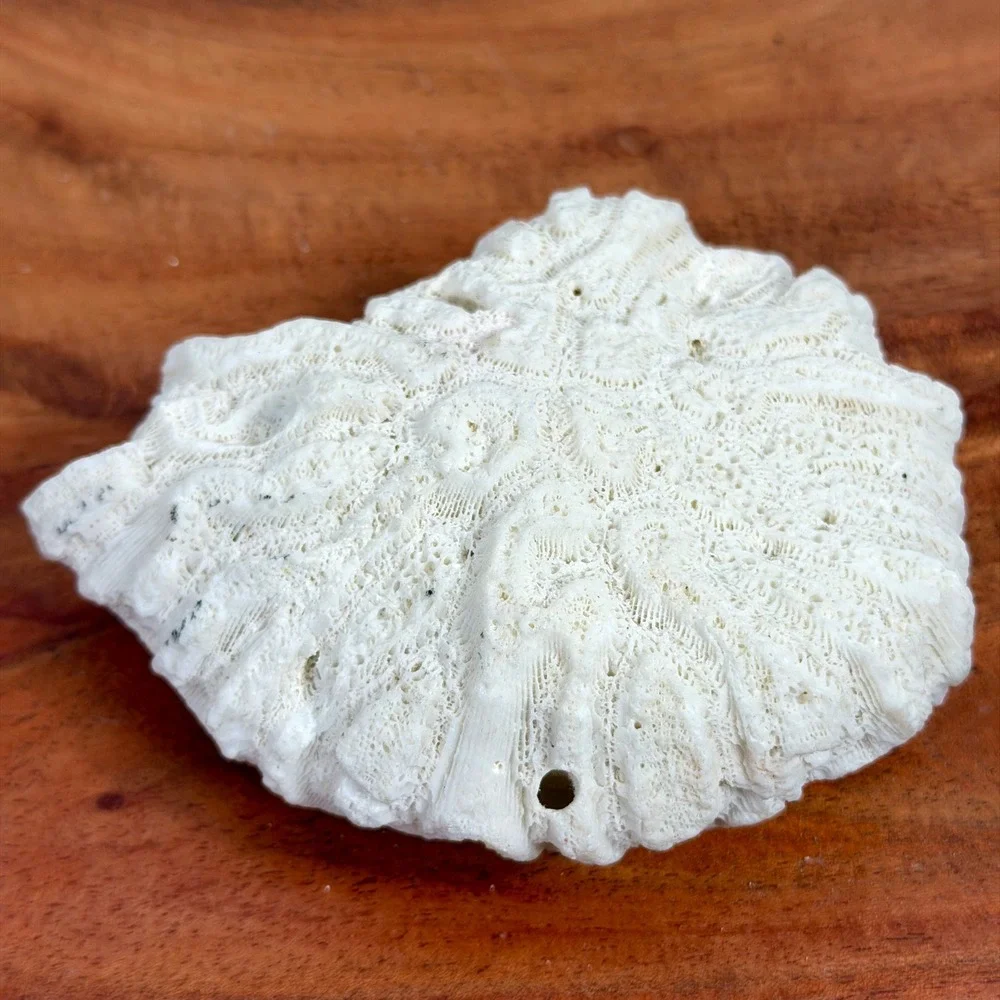 Fossilized Natural White Brain Coral Specimen Ocean Sea Life Coastal Decor 4.5‎